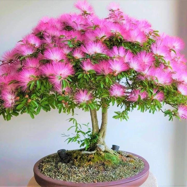 Persian Pink Silk Bonsai Tree Seeds: Sleeping Tree, Frost Hardy, Easy Care, Albizia julibrissin