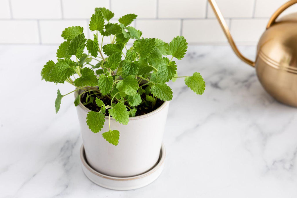 Cat Nip Plant Seeds: Grow your own Perennial Flowering Plant, Pet Friendly and Safe, Cats Love This, Organic Gardening, Non GMO