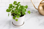 Cat Nip Plant Seeds: Grow your own Perennial Flowering Plant, Pet Friendly and Safe, Cats Love This, Organic Gardening, Non GMO