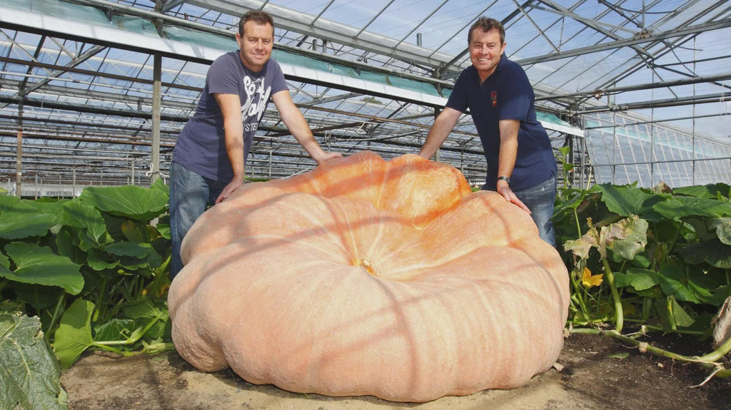 XXL Atlantic Giant Pumpkin Seeds: Grow Record Size Pumpkins! Easy to Grow with Simple Instructions