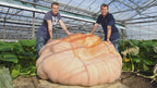 XXL Atlantic Giant Pumpkin Seeds: Grow Record Size Pumpkins! Easy to Grow with Simple Instructions