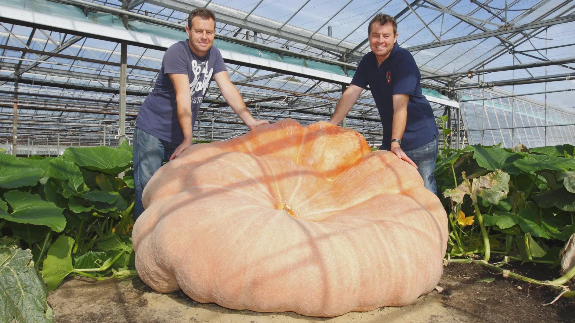 XXL Atlantic Giant Pumpkin Seeds: Grow Record Size Pumpkins! Easy to Grow with Simple Instructions
