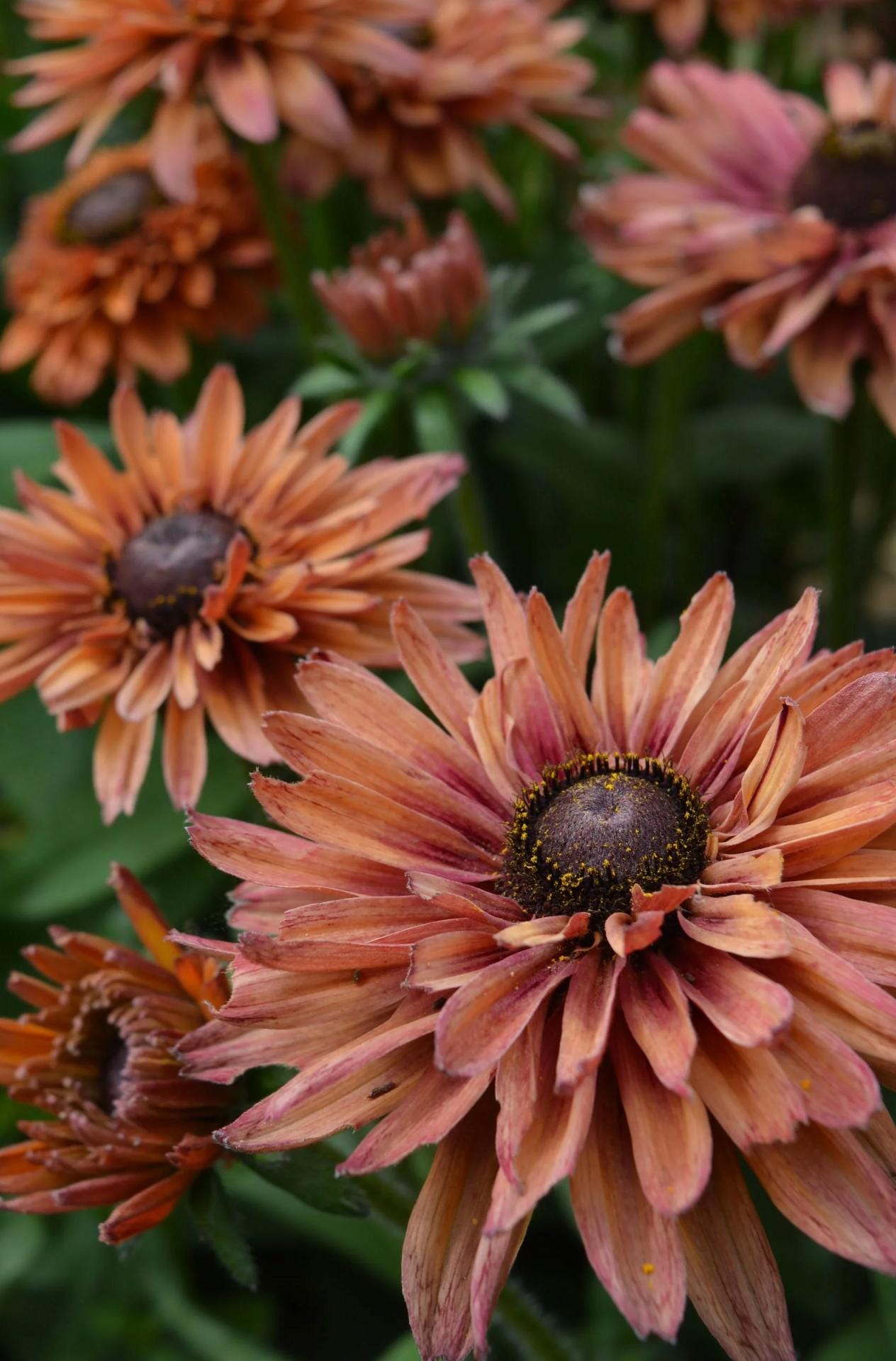 Earth Tone Rudbeckia Sahara Flower Seeds: Flowering Plants Coneflower, Organic Gardening, Summer Flowering