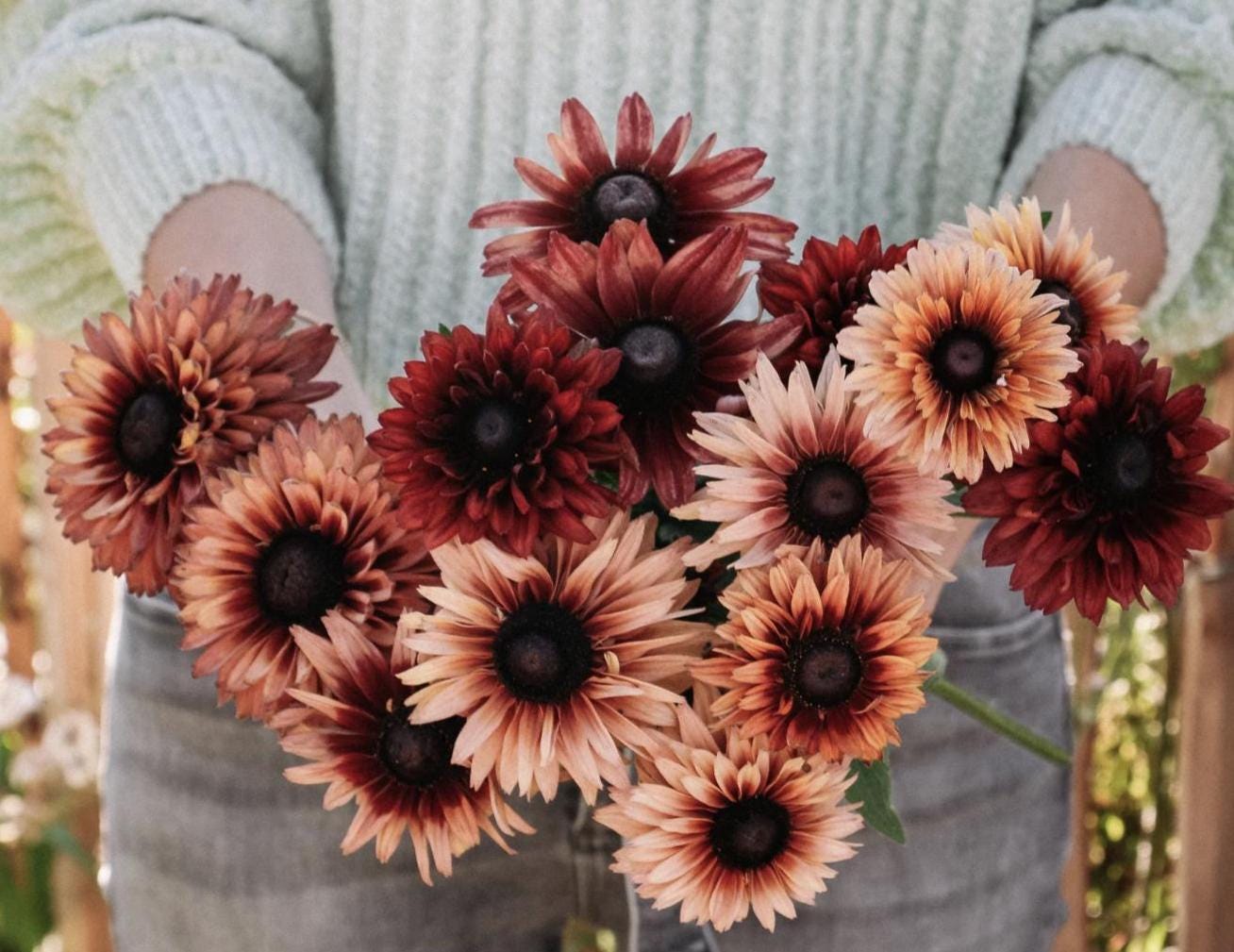 Earth Tone Rudbeckia Sahara Flower Seeds: Flowering Plants Coneflower, Organic Gardening, Summer Flowering