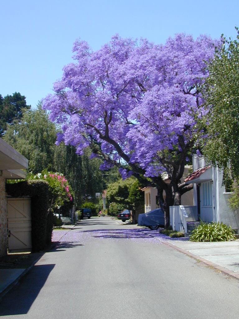 Jacaranda Tree Seeds: Purple Blue Flowering Tree, Easy to Grow, with simple instructions