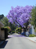 Jacaranda Tree Seeds: Purple Blue Flowering Tree, Easy to Grow, with simple instructions