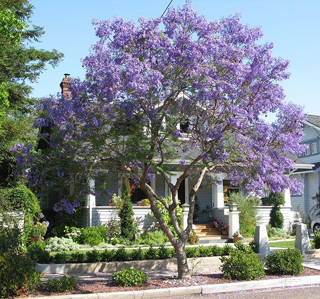 Jacaranda Tree Seeds: Purple Blue Flowering Tree, Easy to Grow, with simple instructions