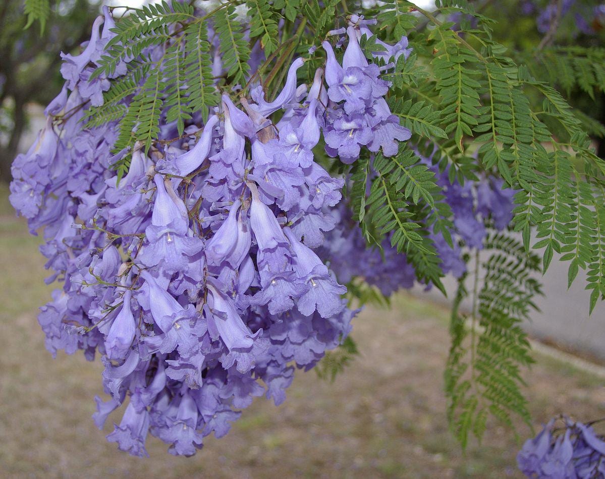 Jacaranda Tree Seeds: Purple Blue Flowering Tree, Easy to Grow, with simple instructions