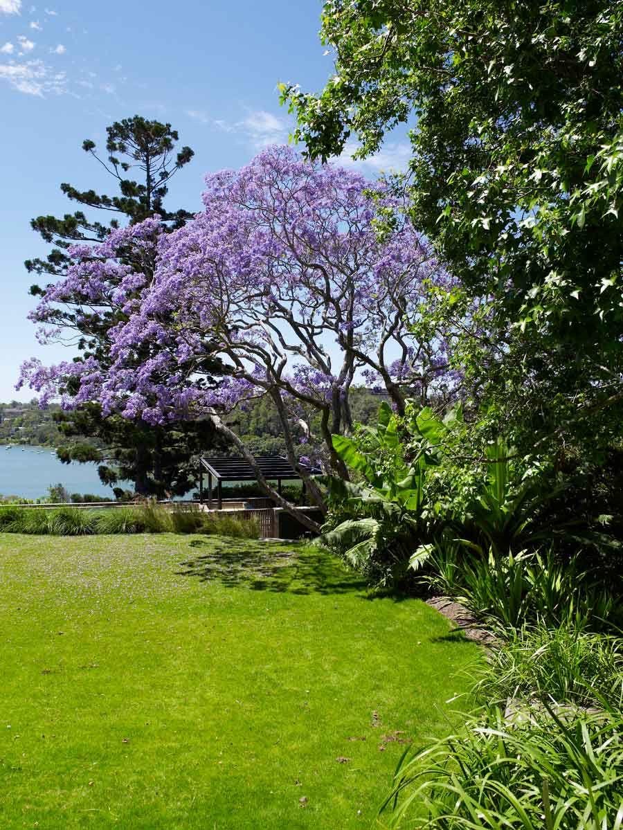 Jacaranda Tree Seeds: Purple Blue Flowering Tree, Easy to Grow, with simple instructions