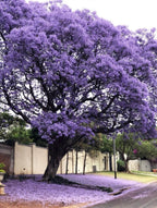 Jacaranda Tree Seeds: Purple Blue Flowering Tree, Easy to Grow, with simple instructions