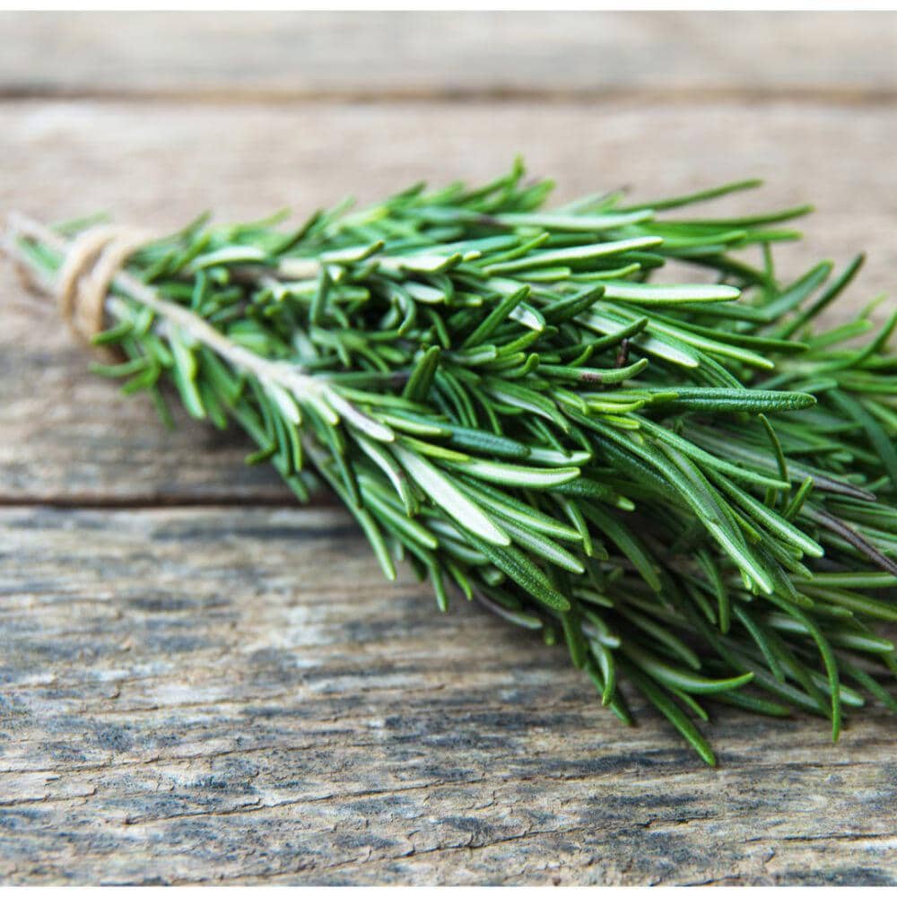 Organic Rosemary Seeds, Grow your own Rosemary, memory health benefits, rosemary tea for hair growth, Easy to Grow, Frost Hardy Perennial