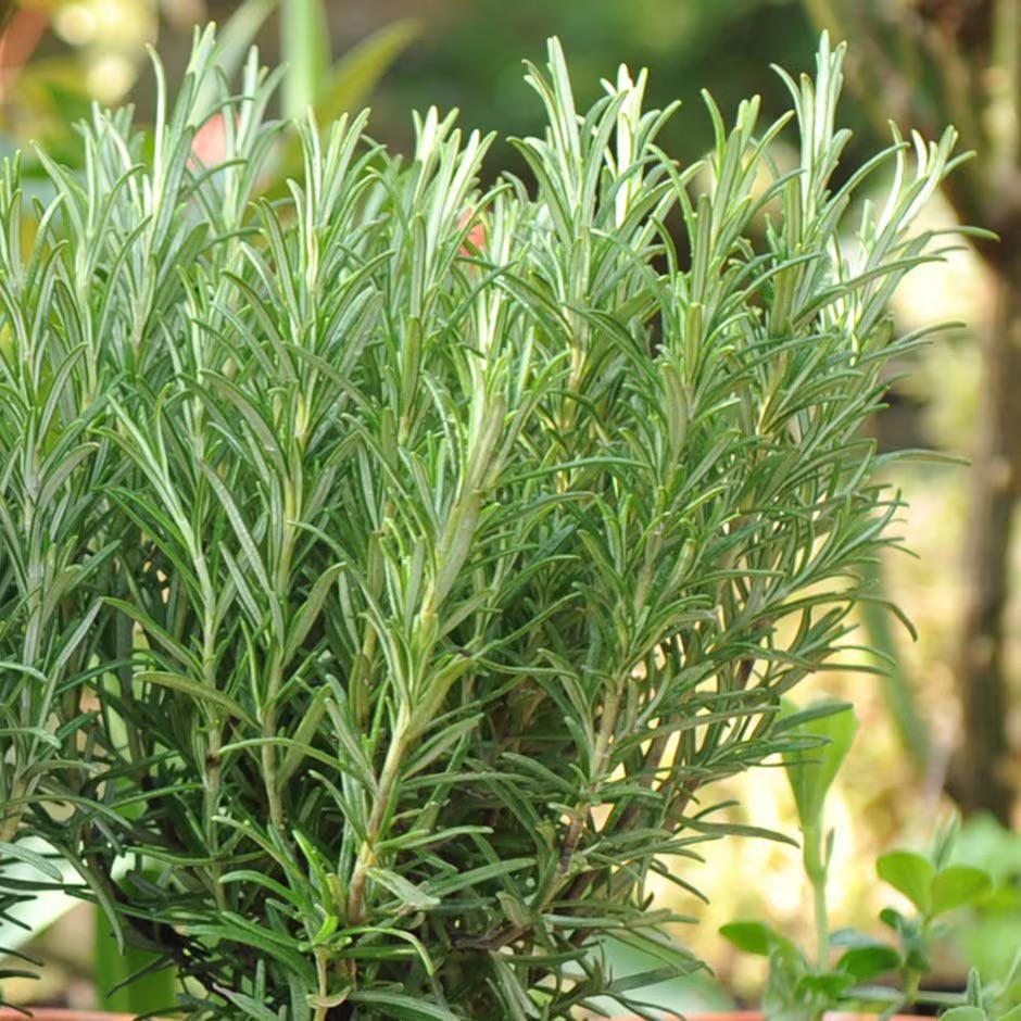 Organic Rosemary Seeds, Grow your own Rosemary, memory health benefits, rosemary tea for hair growth, Easy to Grow, Frost Hardy Perennial