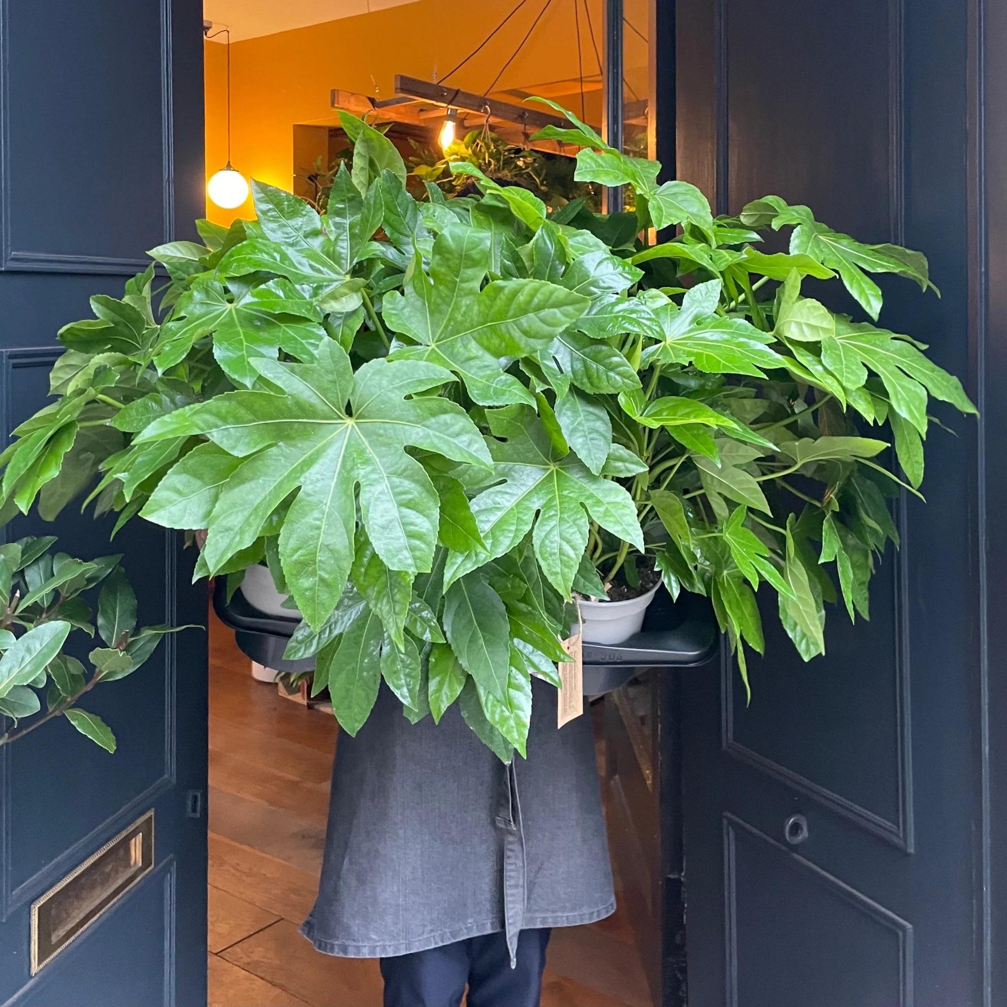 Fatsia Japonica Seeds: Easy to Grow Indoor and Outdoor Plant, Frost Hardy Evergreen Perennial, Great gift