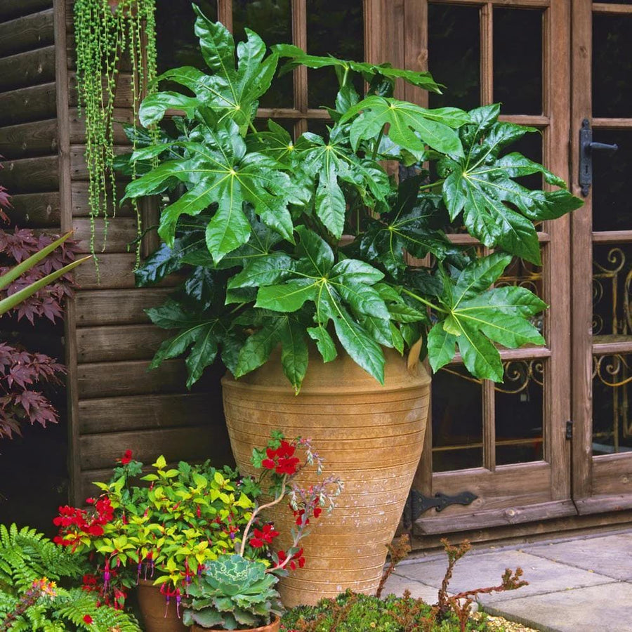 Fatsia Japonica Seeds: Easy to Grow Indoor and Outdoor Plant, Frost Hardy Evergreen Perennial, Great gift