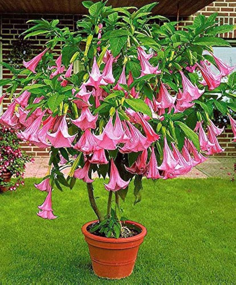 Brugmansia Trompet Tree Seeds: Organic Gardening, Indoor & Outdoor Flowering Plant, Easy Care