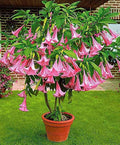 Brugmansia Trompet Tree Seeds: Organic Gardening, Indoor & Outdoor Flowering Plant, Easy Care, Angel's Trumpets
