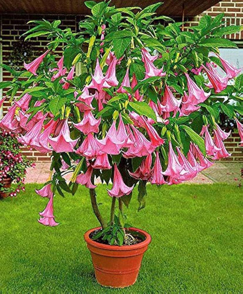 Brugmansia Trompet Tree Seeds: Organic Gardening, Indoor & Outdoor Flowering Plant, Easy Care, Angel's Trumpets
