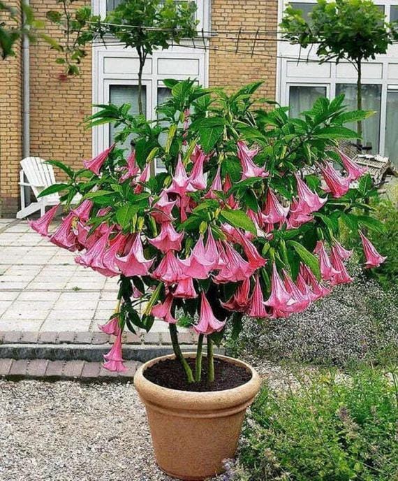 Brugmansia Trompet Tree Seeds: Organic Gardening, Indoor & Outdoor Flowering Plant, Easy Care, Angel's Trumpets