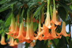 Brugmansia Trompet Tree Seeds: Organic Gardening, Indoor & Outdoor Flowering Plant, Easy Care, Angel's Trumpets