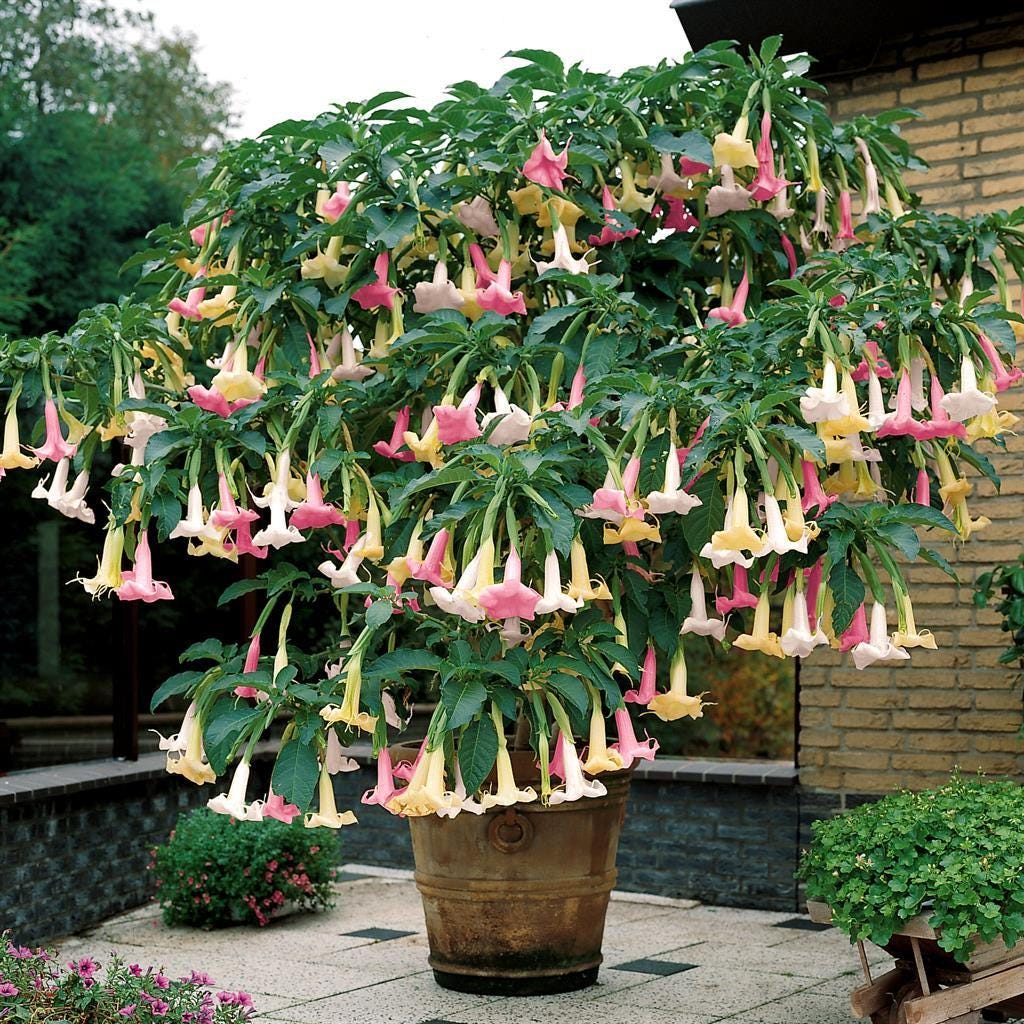 Brugmansia Trompet Tree Seeds: Organic Gardening, Indoor & Outdoor Flowering Plant, Easy Care, Angel's Trumpets