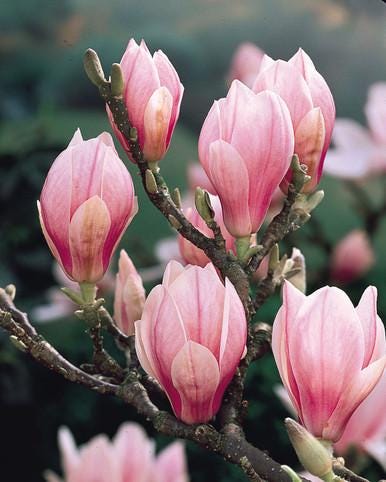Magnolia Bonsai seeds, Grow Your Own Flowering Magnolia Mini Tree, with Simple Instructions, Frost Hardy Perennial