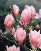 Magnolia Bonsai seeds, Grow Your Own Flowering Magnolia Mini Tree, with Simple Instructions, Frost Hardy Perennial