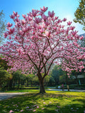 Pink Magnolia Flower seeds, Grow Your Own Flowering Magnolia Tree, with Simple Instructions, Frost Hardy Perennial