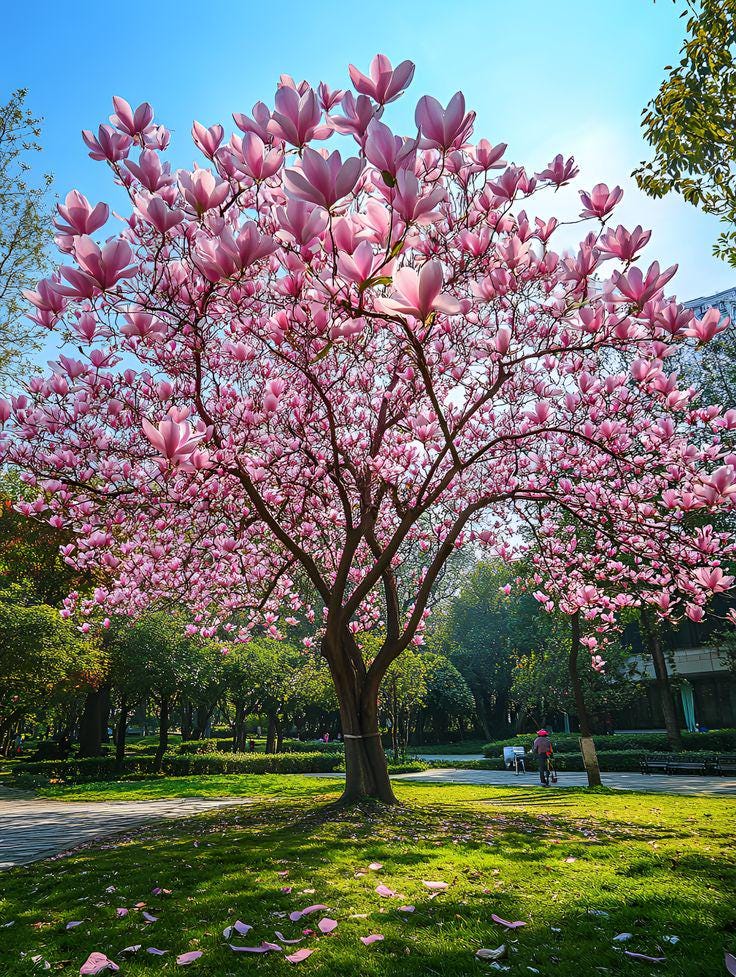 Pink Magnolia Flower seeds, Grow Your Own Flowering Magnolia Tree, with Simple Instructions, Frost Hardy Perennial