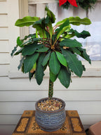 Madagascar Jewel Seeds: Organic House Plant, Euphorbia, Easy to Grow, with Simple Instructions