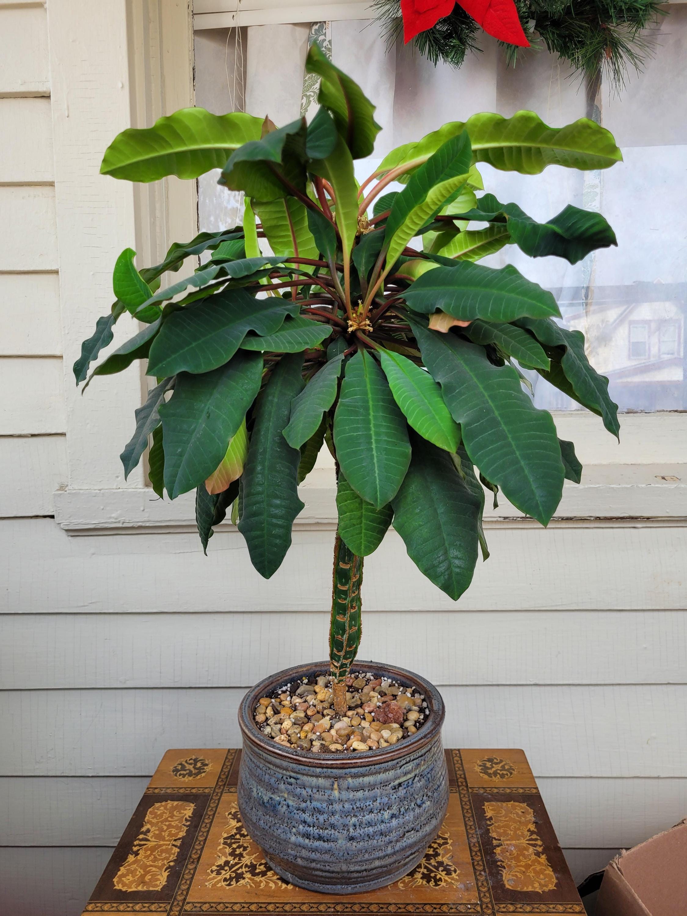 Madagascar Jewel Seeds: Organic House Plant, Euphorbia, Easy to Grow, with Simple Instructions