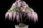 Japanese Pink Wisteria Bonsai Tree Seeds, best gift for teacher, Frost Hardy Perennial, with Simple Instructions, Easy to Grow