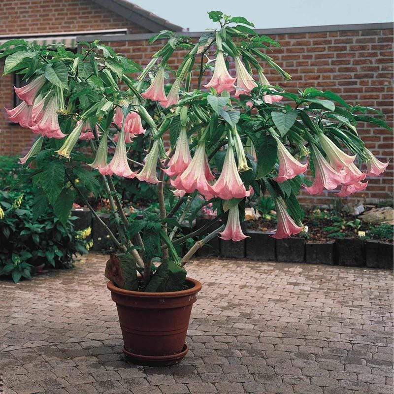 Brugmansia Trompet Tree Seeds: Organic Gardening, Indoor & Outdoor Flowering Plant, Easy Care, Angel's Trumpets
