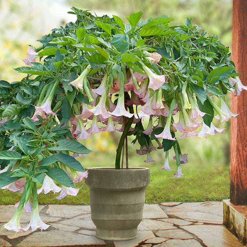 Brugmansia Trompet Tree Seeds: Organic Gardening, Indoor & Outdoor Flowering Plant, Easy Care, Angel's Trumpets