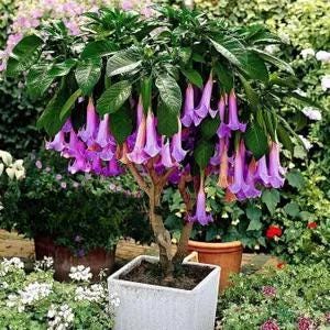 Brugmansia Trompet Tree Seeds: Organic Gardening, Indoor & Outdoor Flowering Plant, Easy Care