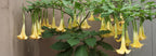 Brugmansia Trompet Tree Seeds: Organic Gardening, Indoor & Outdoor Flowering Plant, Easy Care, Angel's Trumpets