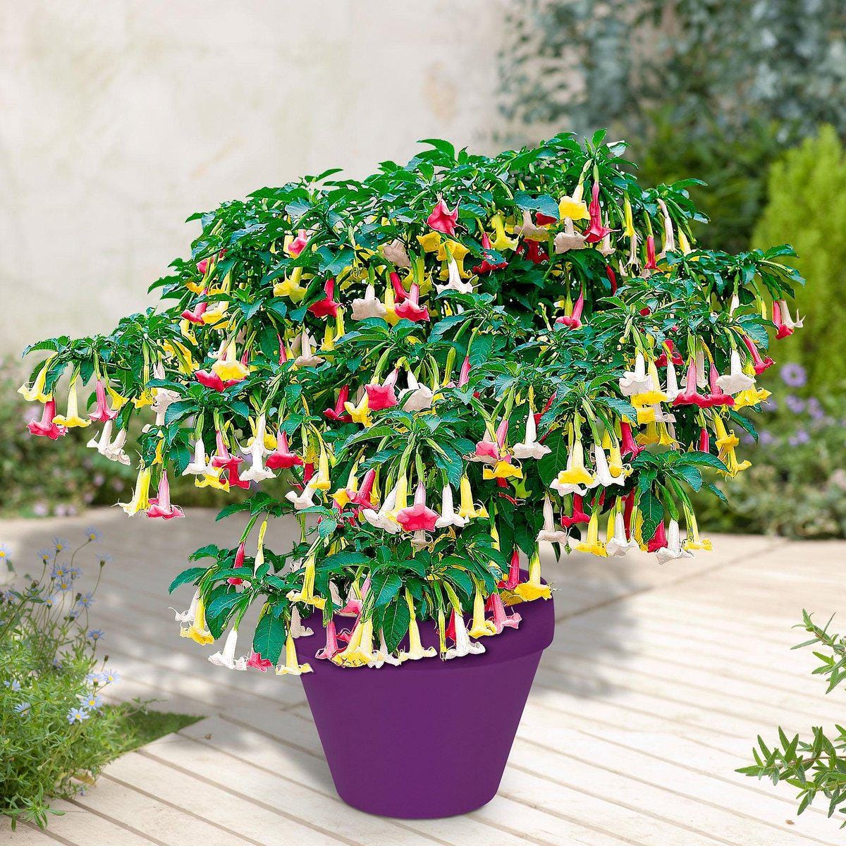 Brugmansia Trompet Tree Seeds: Organic Gardening, Indoor & Outdoor Flowering Plant, Easy Care, Angel's Trumpets