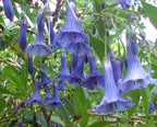 Brugmansia Trompet Tree Seeds: Organic Gardening, Indoor & Outdoor Flowering Plant, Easy Care, Angel's Trumpets