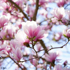 Pink Magnolia Flower seeds, Grow Your Own Flowering Magnolia Tree, with Simple Instructions, Frost Hardy Perennial
