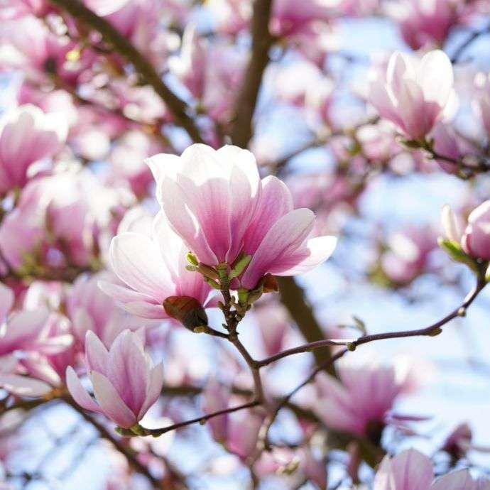Pink Magnolia Flower seeds, Grow Your Own Flowering Magnolia Tree, with Simple Instructions, Frost Hardy Perennial