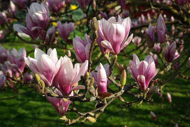 Pink Magnolia Flower seeds, Grow Your Own Flowering Magnolia Tree, with Simple Instructions, Frost Hardy Perennial