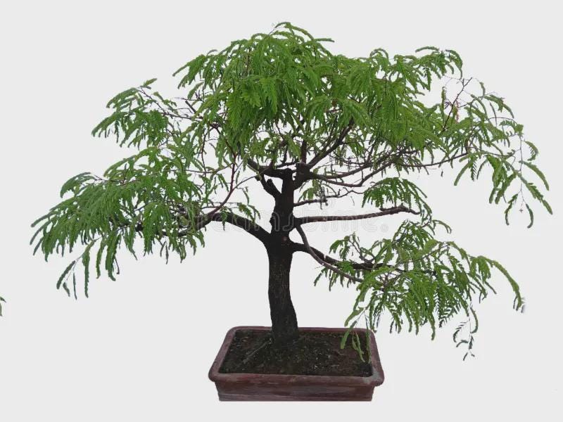 Tamarind Bonsai Tree Seeds: DIY Organic Gardening, Tamarindus indica, Easy to Grow with Simple Instructions