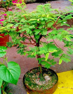 Tamarind Bonsai Tree Seeds: DIY Organic Gardening, Tamarindus indica, Easy to Grow with Simple Instructions