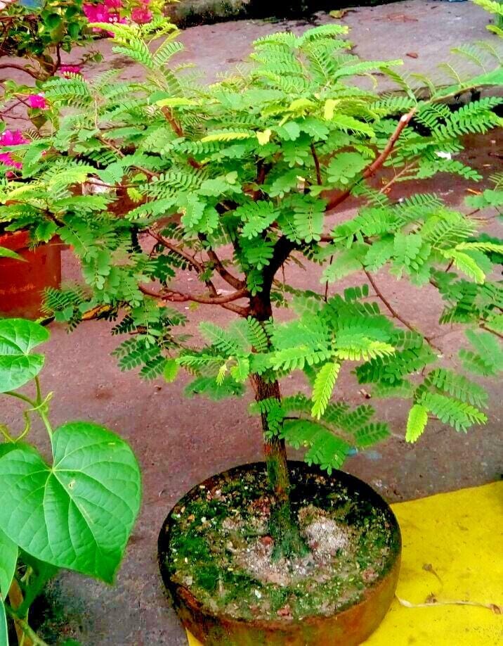 Tamarind Bonsai Tree Seeds: DIY Organic Gardening, Tamarindus indica, Easy to Grow with Simple Instructions