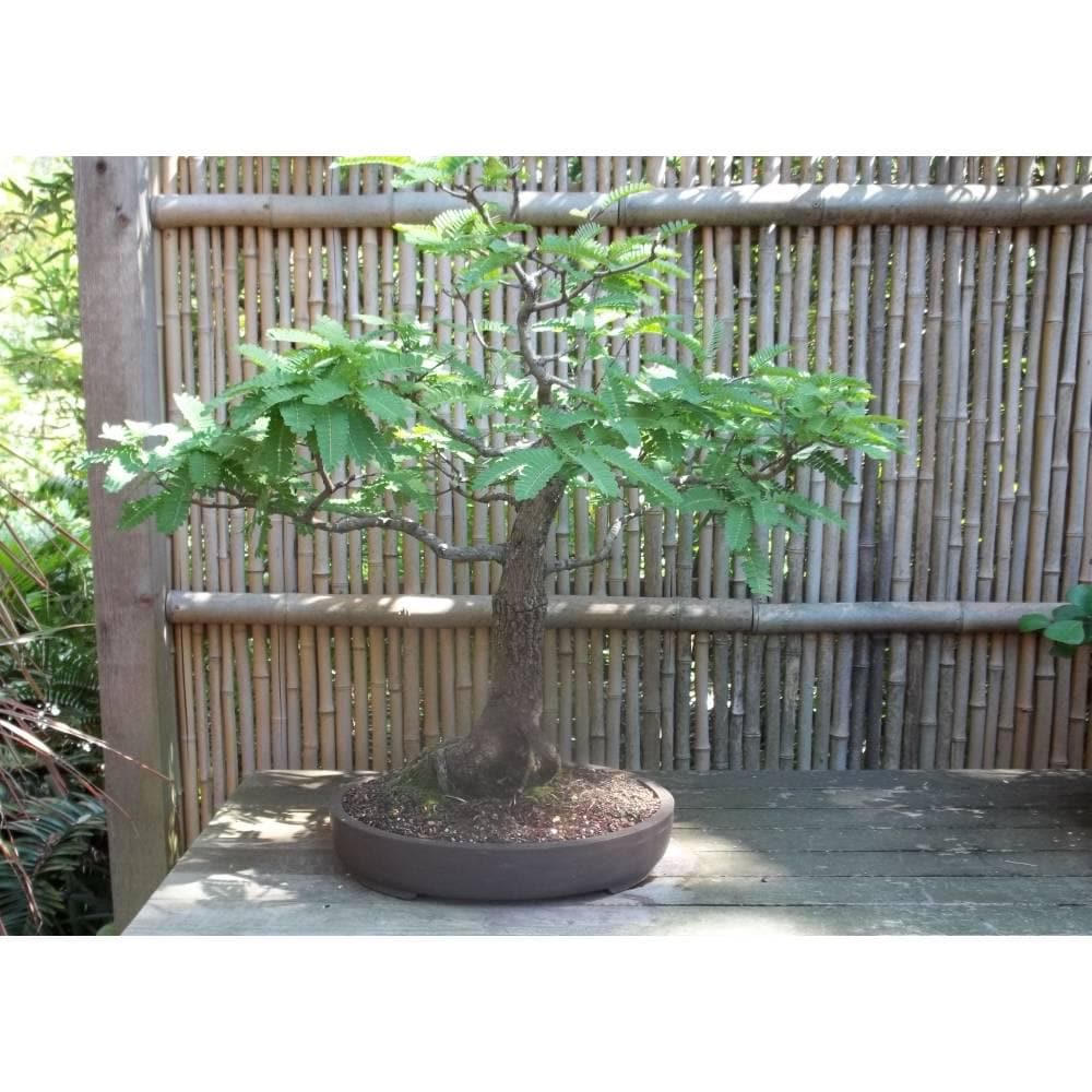 Tamarind Bonsai Tree Seeds: DIY Organic Gardening, Tamarindus indica, Easy to Grow with Simple Instructions