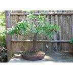 Tamarind Bonsai Tree Seeds: DIY Organic Gardening, Tamarindus indica, Easy to Grow with Simple Instructions