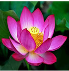 Pink Holy Lotus Seeds, Nelumbo for Indoor and Outdoor Gardening, Pond Bowl Aquarium Decor, Frost Hardy Perennial