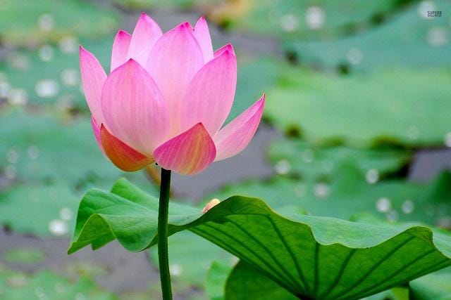 Pink Holy Lotus Seeds, Nelumbo for Indoor and Outdoor Gardening, Pond Decor, Frost Hardy Perennial