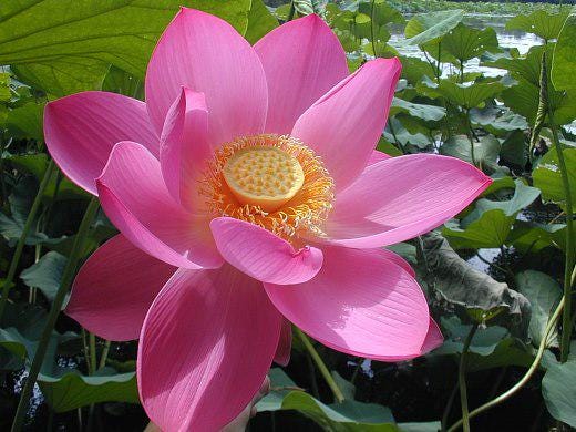 Pink Holy Lotus Seeds, Nelumbo for Indoor and Outdoor Gardening, Pond Bowl Aquarium Decor, Frost Hardy Perennial