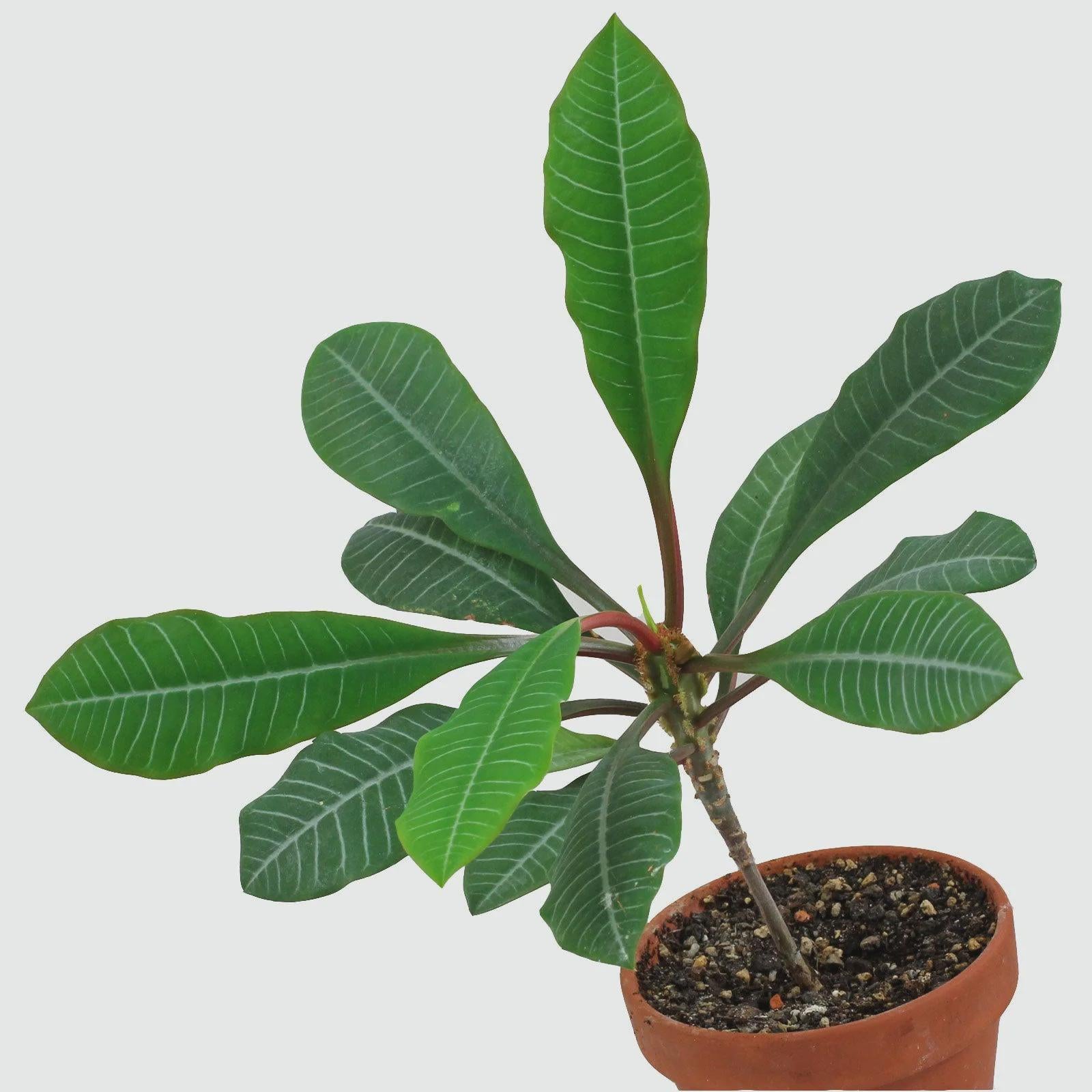 Madagascar Jewel Seeds: Organic House Plant, Euphorbia, Easy to Grow, with Simple Instructions