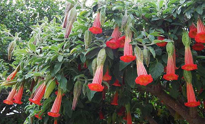 Brugmansia Trompet Tree Seeds: Organic Gardening, Indoor & Outdoor Flowering Plant, Easy Care, Angel's Trumpets